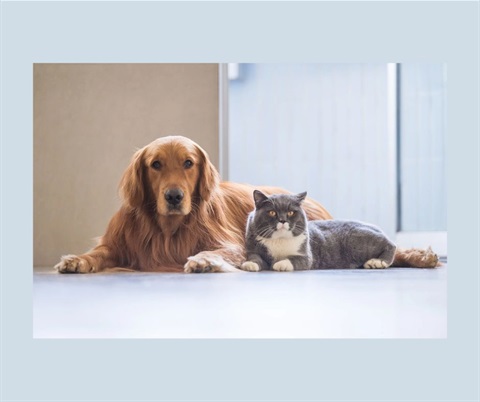 Photo of a dog and a cat laying next to eachother