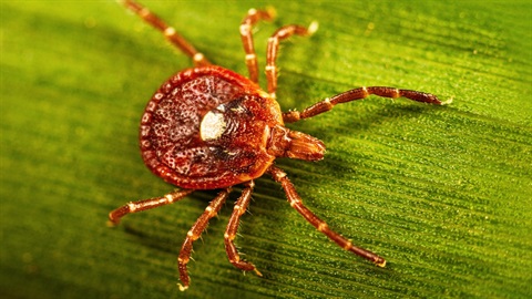 TICK.jpg